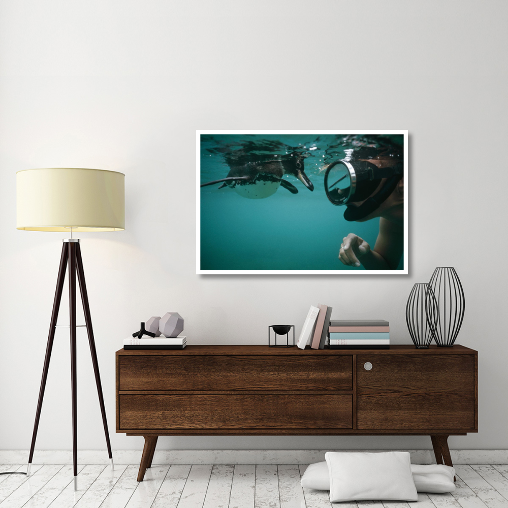 Galapagos Penguin playing with snorkeler,  Galapagos Islands, Ecuador-Paper Art-50&quotx34"