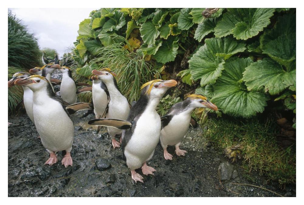 Royal Penguin group walking to colony, Macquarie Island-Paper Art-20"x14"