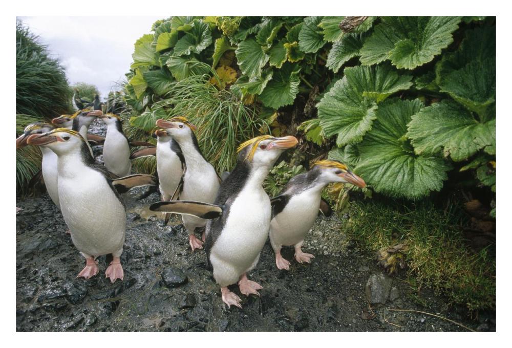 Royal Penguin group walking to colony, Macquarie Island-Paper Art-32"x22"