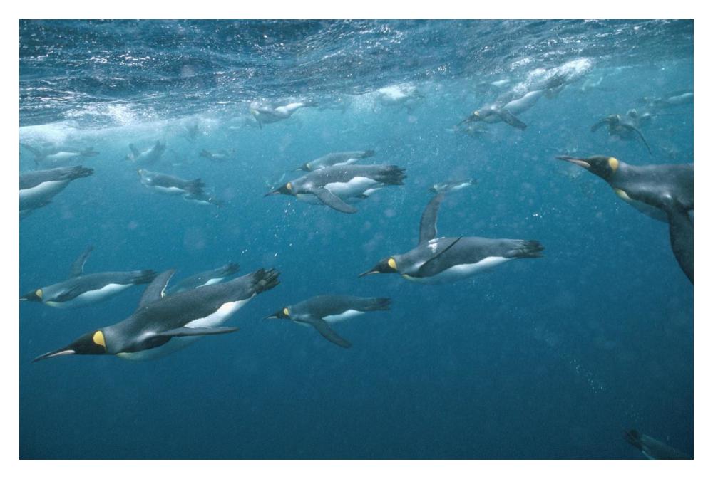 King Penguin group swimming underwater, Macquarie Island-Paper Art-38"x26"