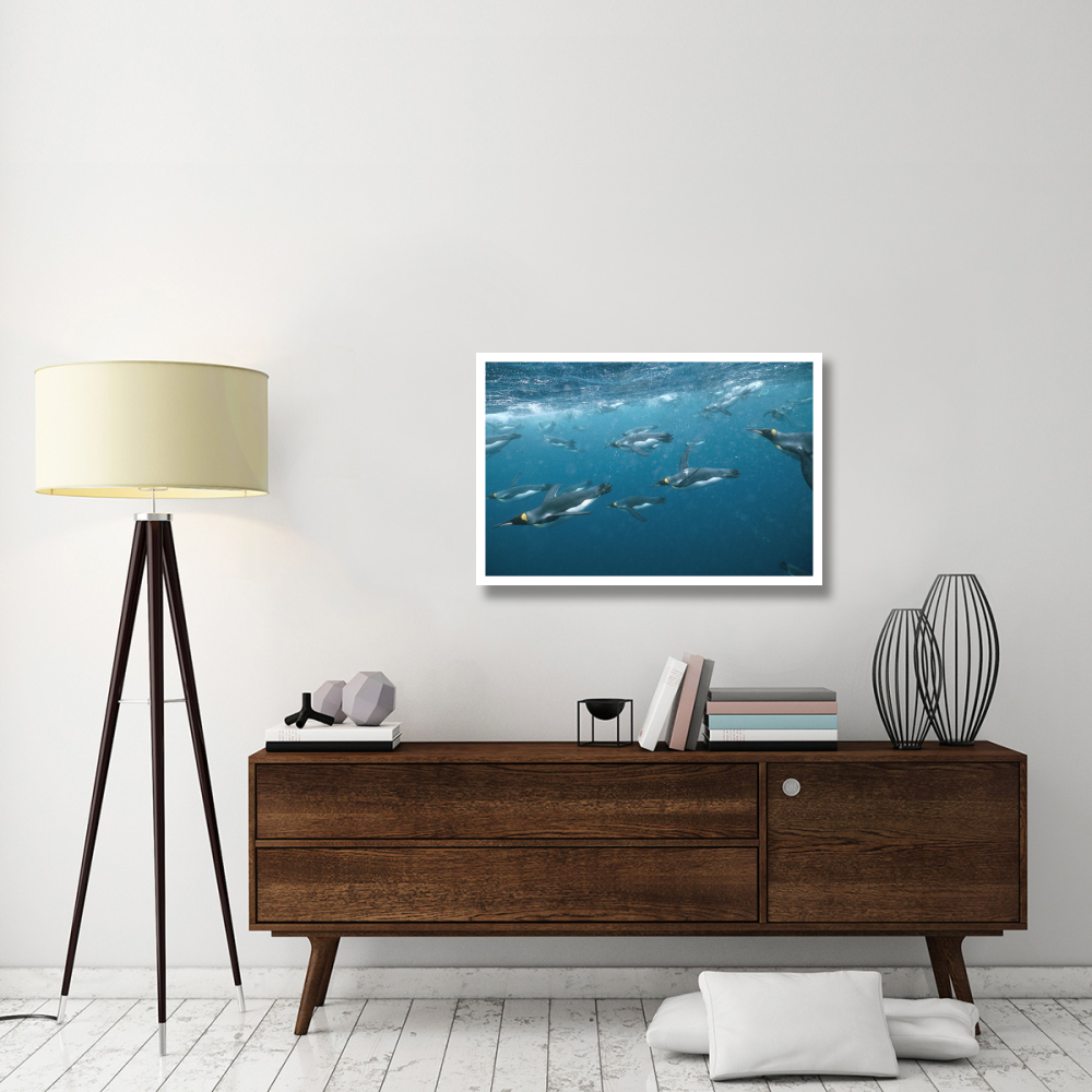 King Penguin group swimming underwater, Macquarie Island-Paper Art-38&quotx26"