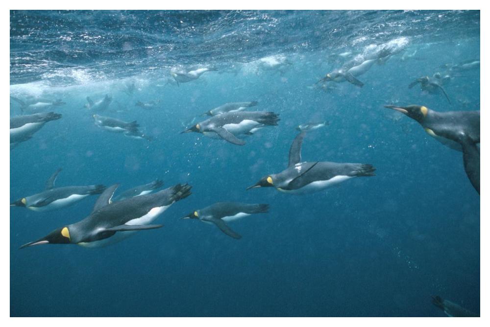 King Penguin group swimming underwater, Macquarie Island-Paper Art-50"x34"