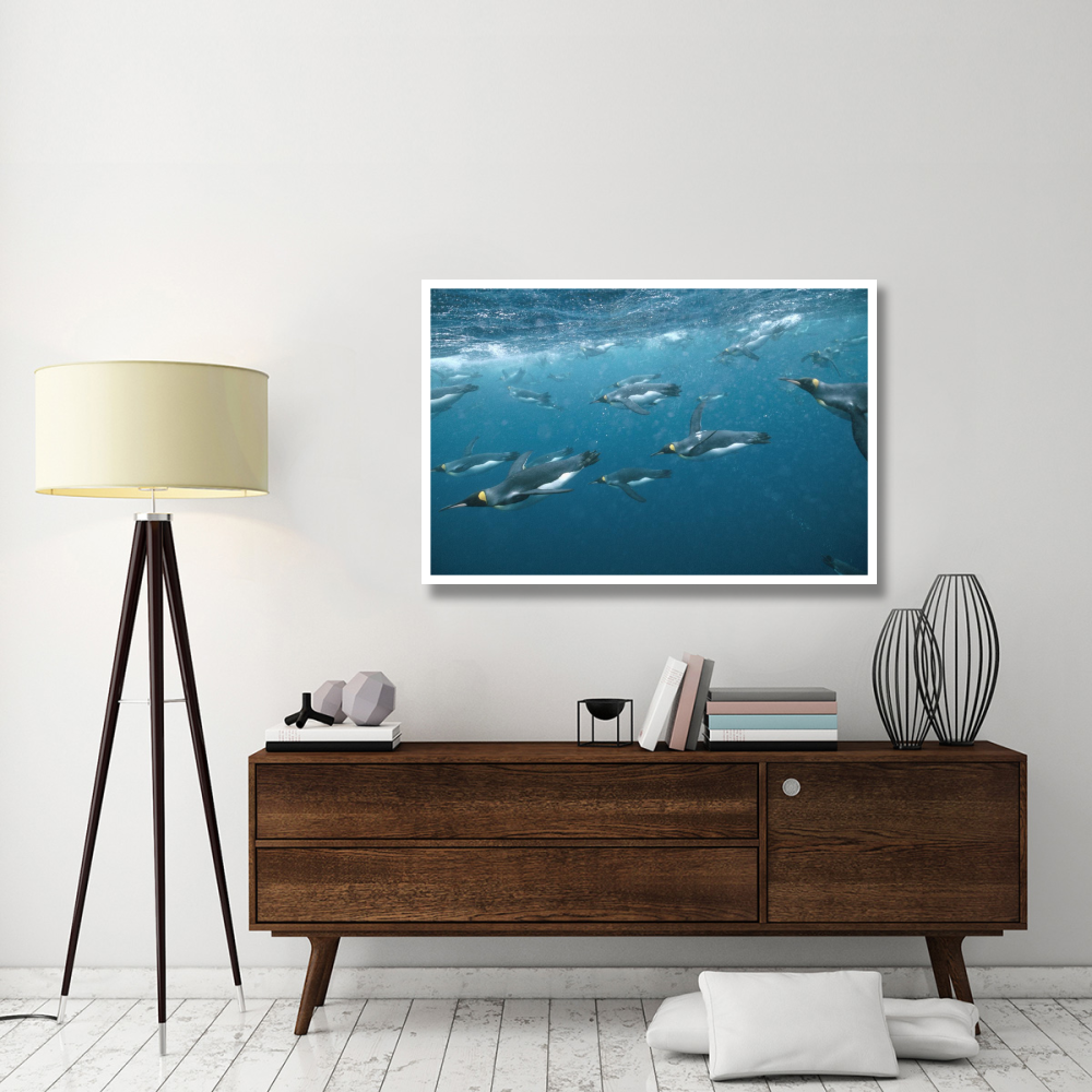 King Penguin group swimming underwater, Macquarie Island-Paper Art-50&quotx34"