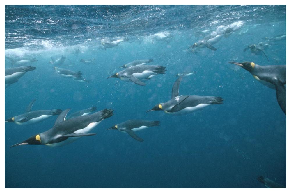 King Penguin group swimming underwater, Macquarie Island-Paper Art-62"x42"