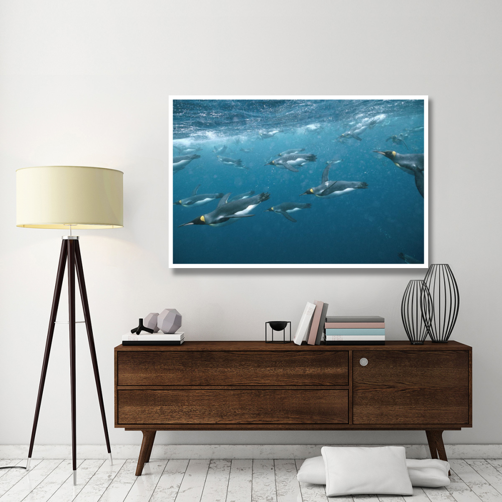 King Penguin group swimming underwater, Macquarie Island-Paper Art-62&quotx42"