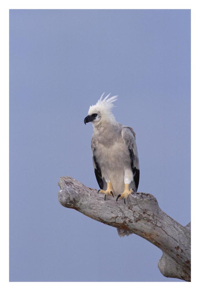 Harpy Eagle juvenile Silk-cotton tree, Peru-Paper Art-22"x32"