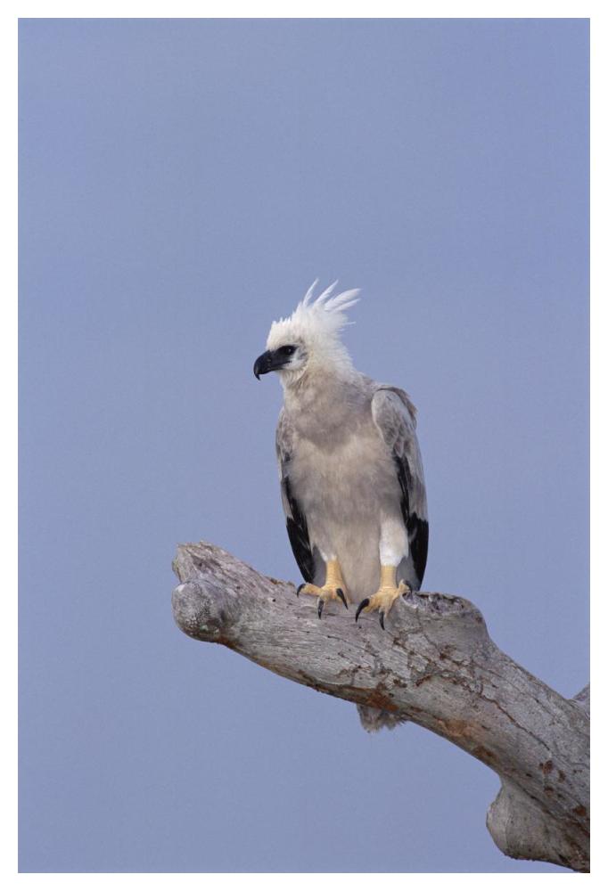 Harpy Eagle juvenile Silk-cotton tree, Peru-Paper Art-34"x50"