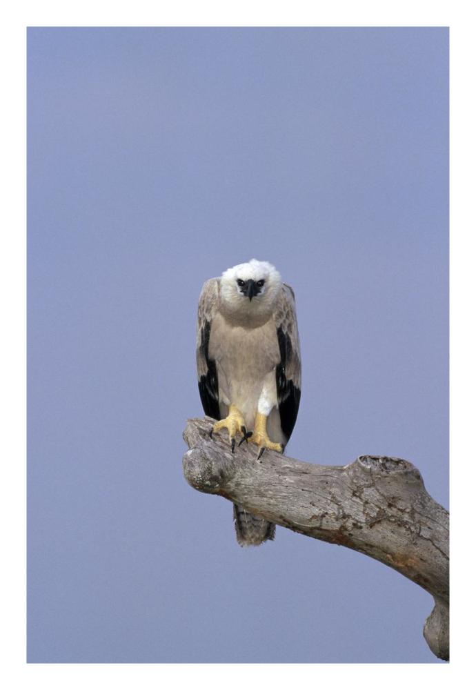 Harpy Eagle juvenile Silk-cotton tree, Peru-Paper Art-18"x26"