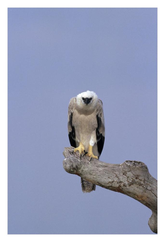 Harpy Eagle juvenile Silk-cotton tree, Peru-Paper Art-22"x32"