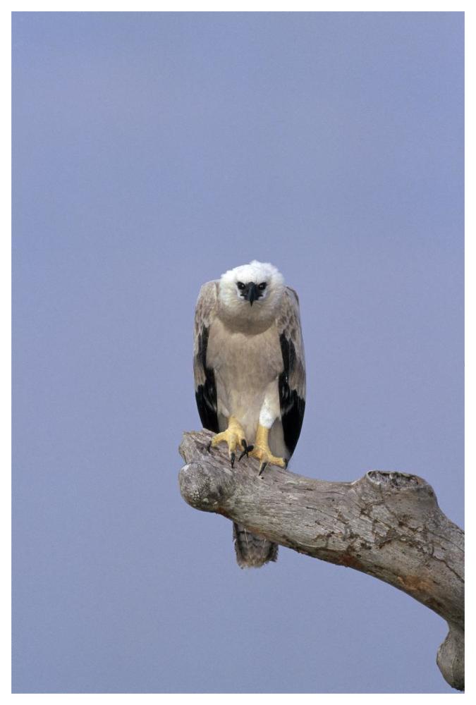 Harpy Eagle juvenile Silk-cotton tree, Peru-Paper Art-42"x62"
