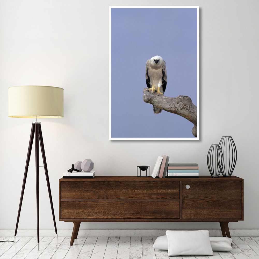 Harpy Eagle juvenile Silk-cotton tree, Peru-Paper Art-42&quotx62"