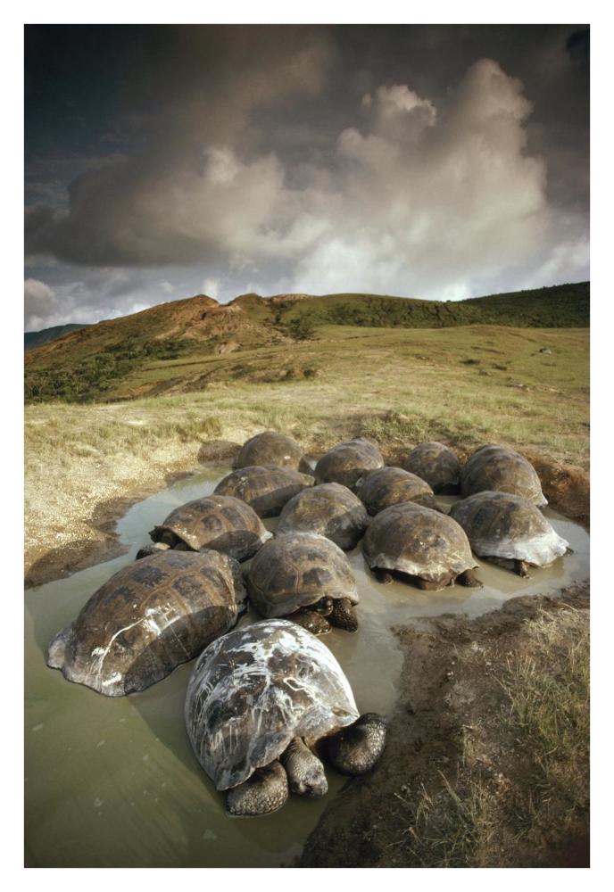 Galapagos Giant Tortoise group wallowing, Alcedo Volcano,  Galapagos, Ecuador-Paper Art-26"x38"
