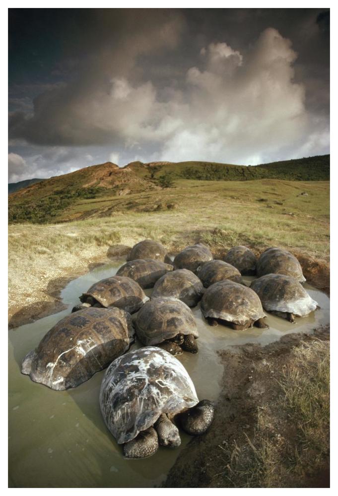 Galapagos Giant Tortoise group wallowing, Alcedo Volcano,  Galapagos, Ecuador-Paper Art-42"x62"