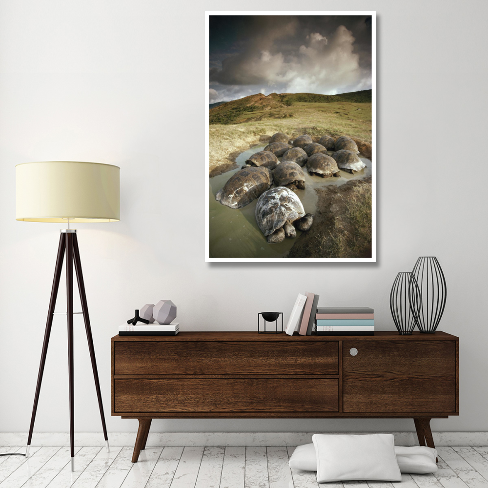 Galapagos Giant Tortoise group wallowing, Alcedo Volcano,  Galapagos, Ecuador-Paper Art-42&quotx62"