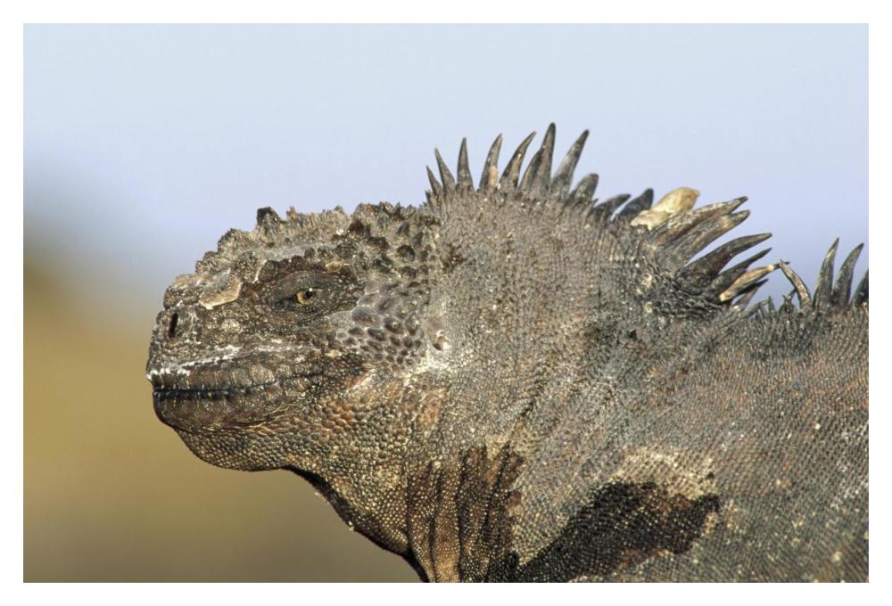 Marine Iguana male, Santa Cruz Island, Galapagos Islands, Ecuador-Paper Art-20"x14"