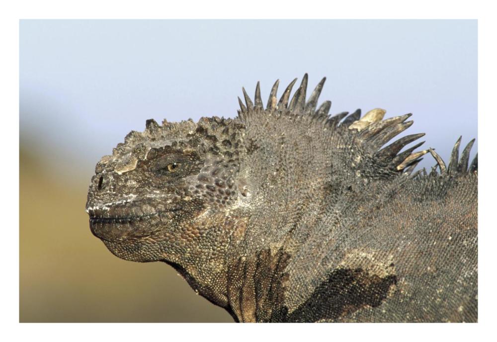 Marine Iguana male, Santa Cruz Island, Galapagos Islands, Ecuador-Paper Art-26"x18"