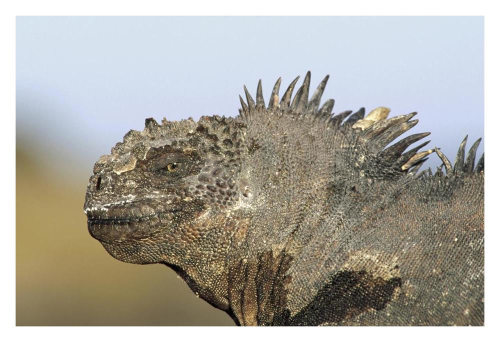 Marine Iguana male, Santa Cruz Island, Galapagos Islands, Ecuador-Paper Art-32"x22"