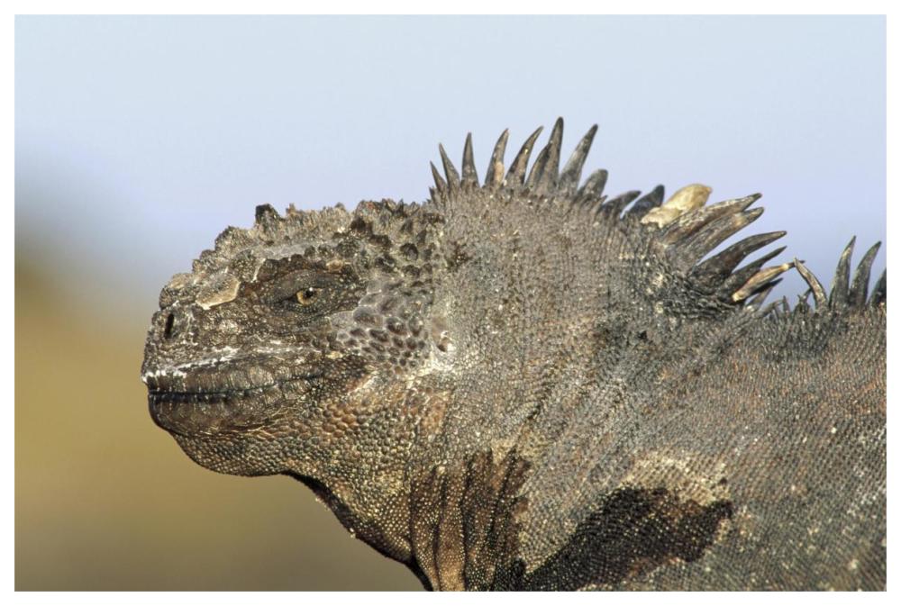 Marine Iguana male, Santa Cruz Island, Galapagos Islands, Ecuador-Paper Art-62"x42"