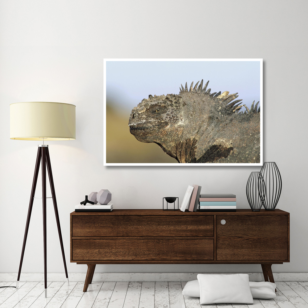 Marine Iguana male, Santa Cruz Island, Galapagos Islands, Ecuador-Paper Art-62&quotx42"