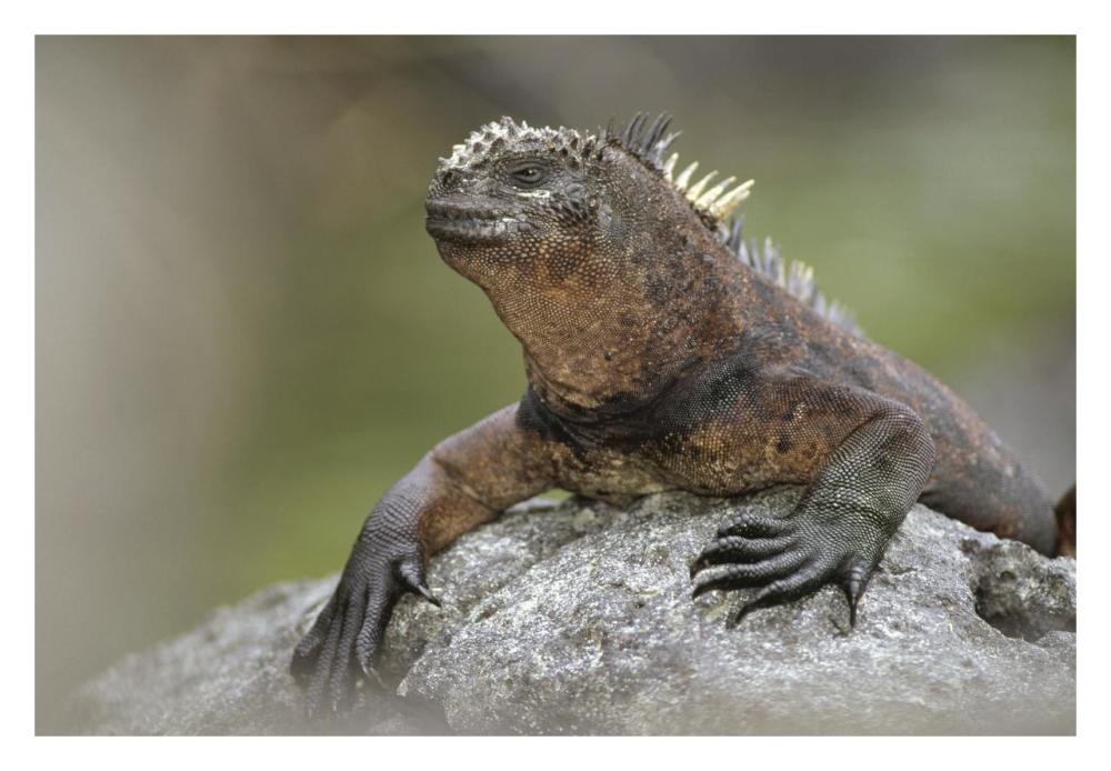 Marine Iguana mature male along lava shoreline, Galapagos Islands, Ecuador-Paper Art-32"x22"