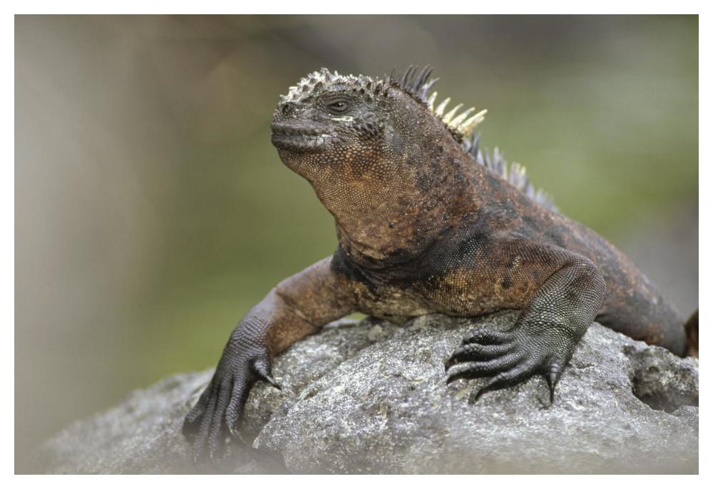 Marine Iguana mature male along lava shoreline, Galapagos Islands, Ecuador-Paper Art-50"x34"