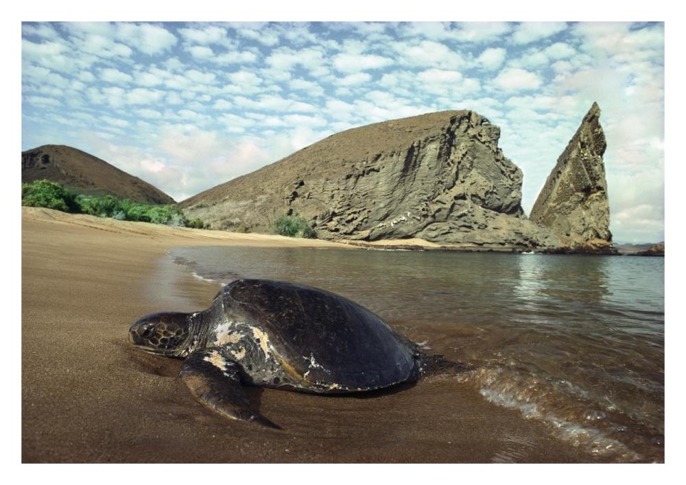 Green Sea Turtle, Bartolome Island, Galapagos Islands, Ecuador-Paper Art-32"x22"