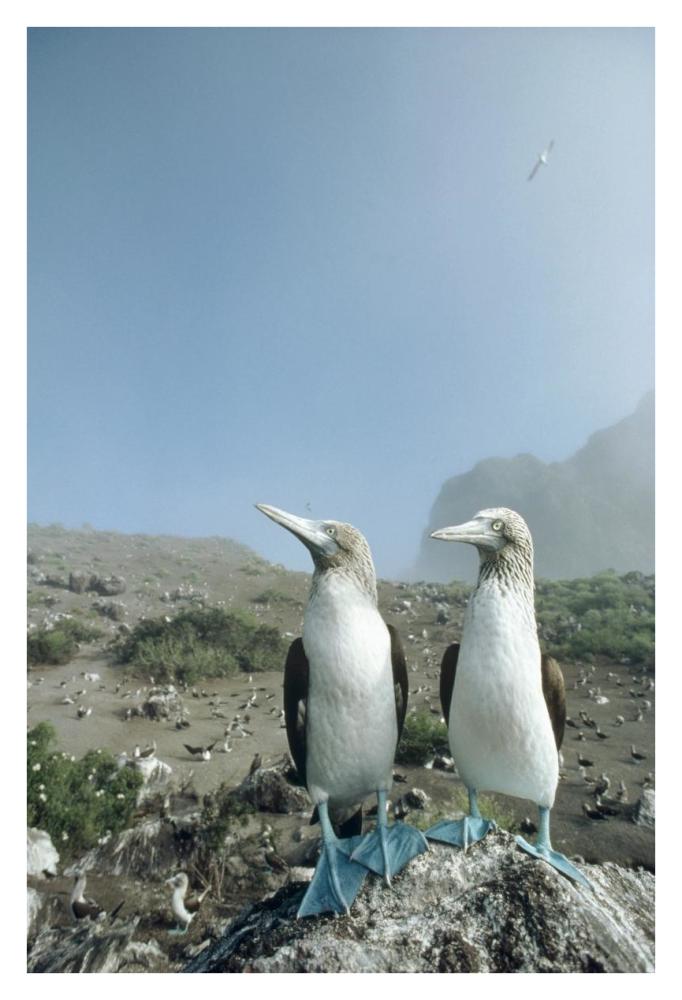 Blue-footed Booby pair with nesting colony, Galapagos Islands, Ecuador-Paper Art-26"x38"