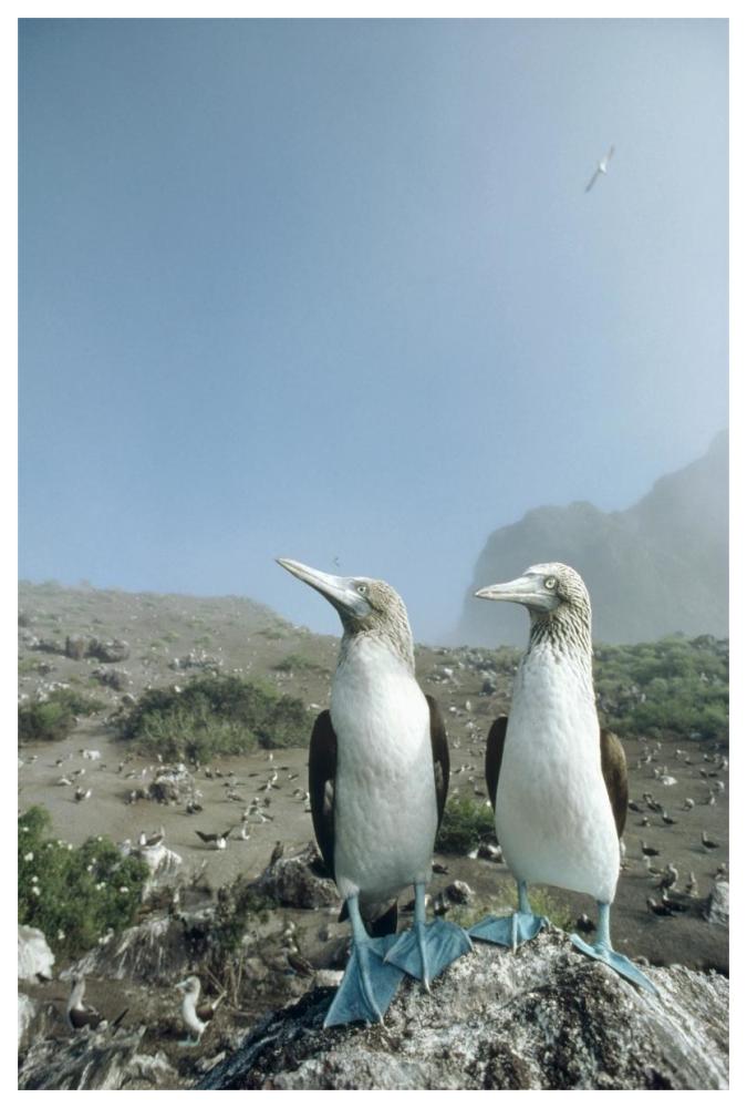 Blue-footed Booby pair with nesting colony, Galapagos Islands, Ecuador-Paper Art-42"x62"