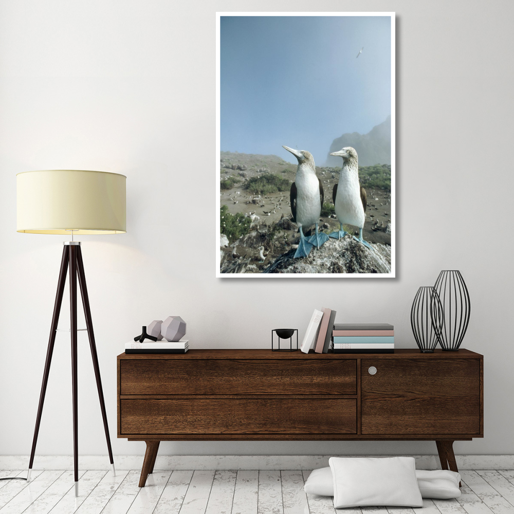 Blue-footed Booby pair with nesting colony, Galapagos Islands, Ecuador-Paper Art-42&quotx62"