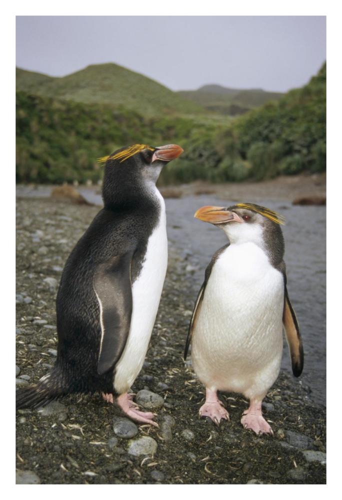 Royal Penguin pair on landing beach, Sandy Bay, Macquarie Island-Paper Art-22"x32"