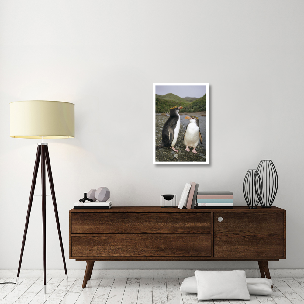 Royal Penguin pair on landing beach, Sandy Bay, Macquarie Island-Paper Art-22&quotx32"