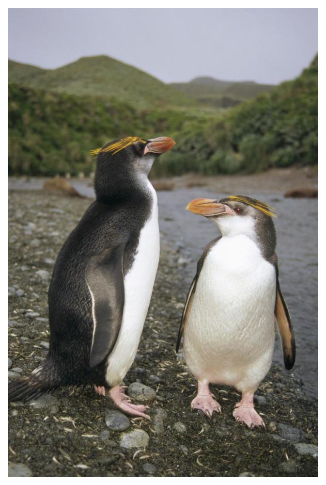 Royal Penguin pair on landing beach, Sandy Bay, Macquarie Island-Paper Art-42"x62"