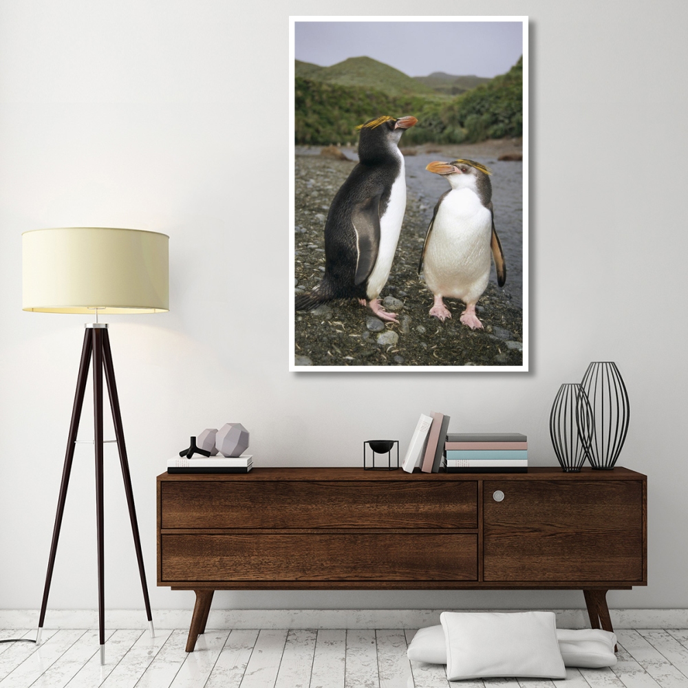 Royal Penguin pair on landing beach, Sandy Bay, Macquarie Island-Paper Art-42&quotx62"