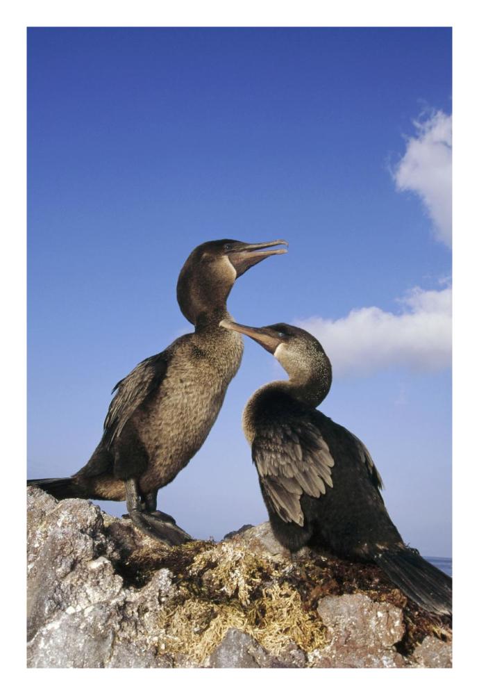 Flightless Cormorant pair on seaweed nest,  Galapagos Islands, Ecuador-Paper Art-18"x26"
