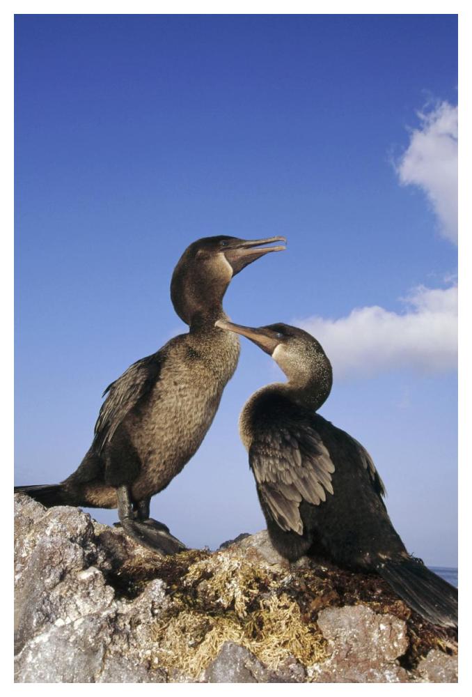 Flightless Cormorant pair on seaweed nest,  Galapagos Islands, Ecuador-Paper Art-34"x50"