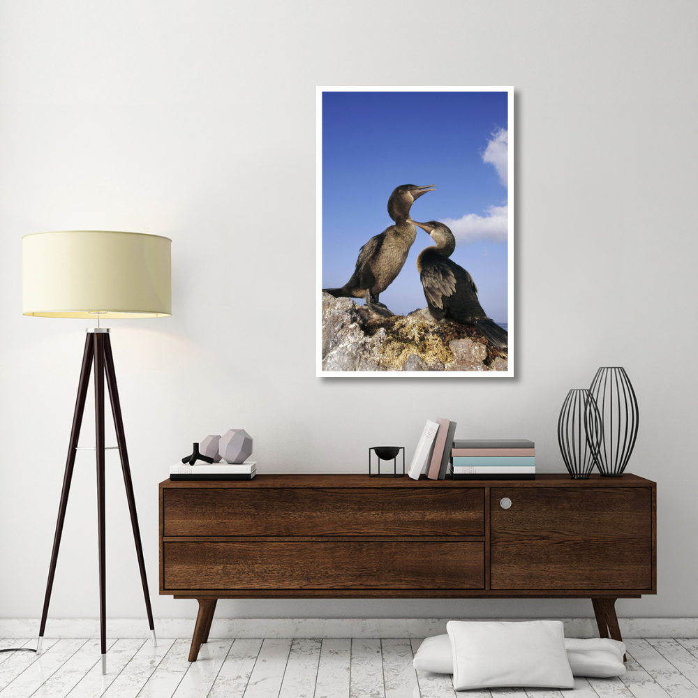 Flightless Cormorant pair on seaweed nest,  Galapagos Islands, Ecuador-Paper Art-34&quotx50"