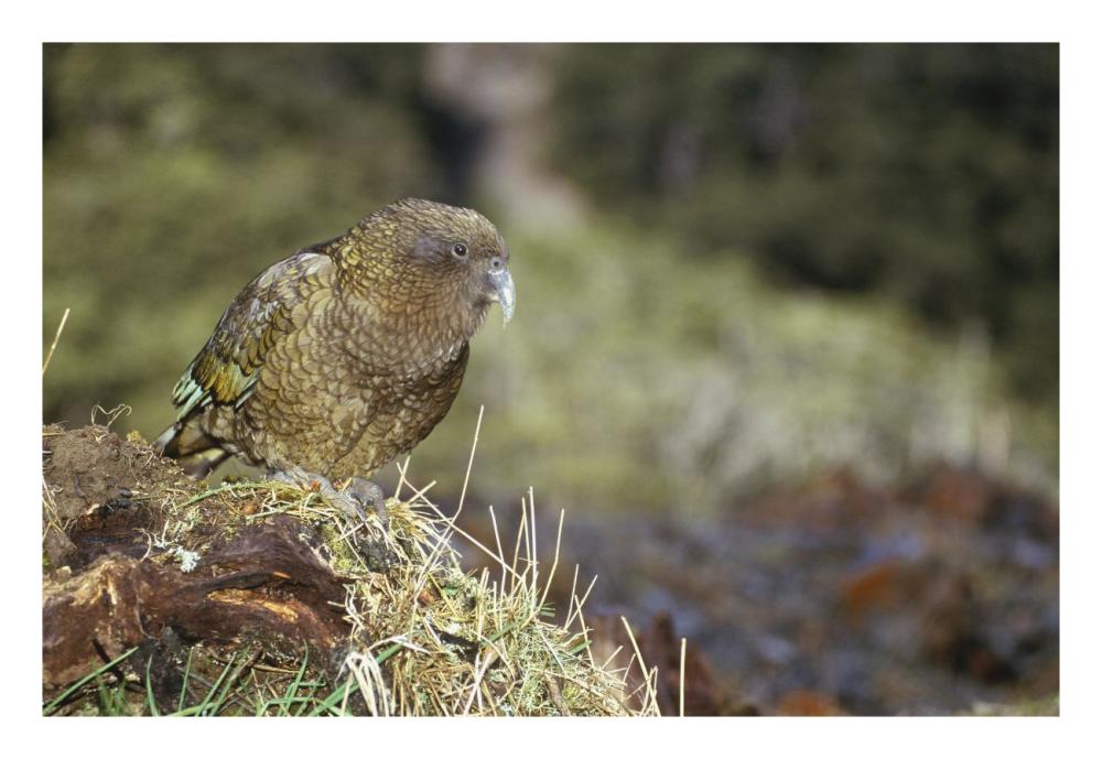Kea portrait, Arthur's Pass National Park, New Zealand-Paper Art-26"x18"