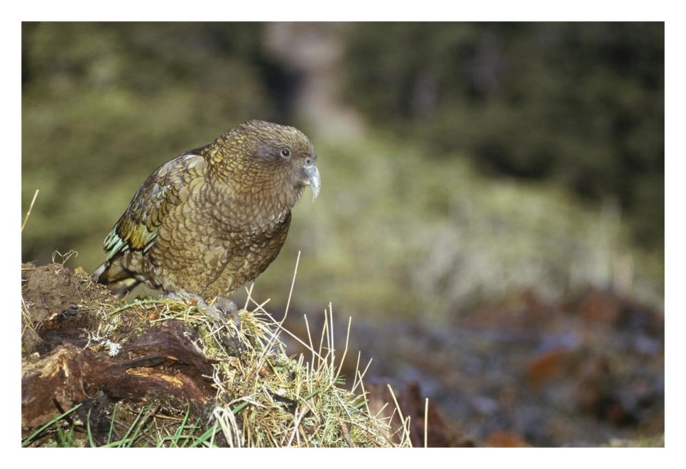 Kea portrait, Arthur's Pass National Park, New Zealand-Paper Art-32"x22"