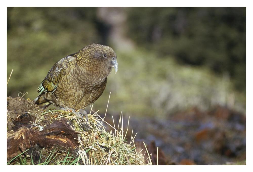 Kea portrait, Arthur's Pass National Park, New Zealand-Paper Art-38"x26"