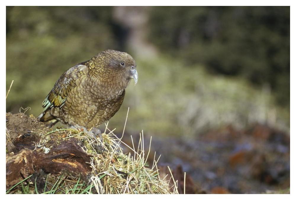 Kea portrait, Arthur's Pass National Park, New Zealand-Paper Art-50"x34"