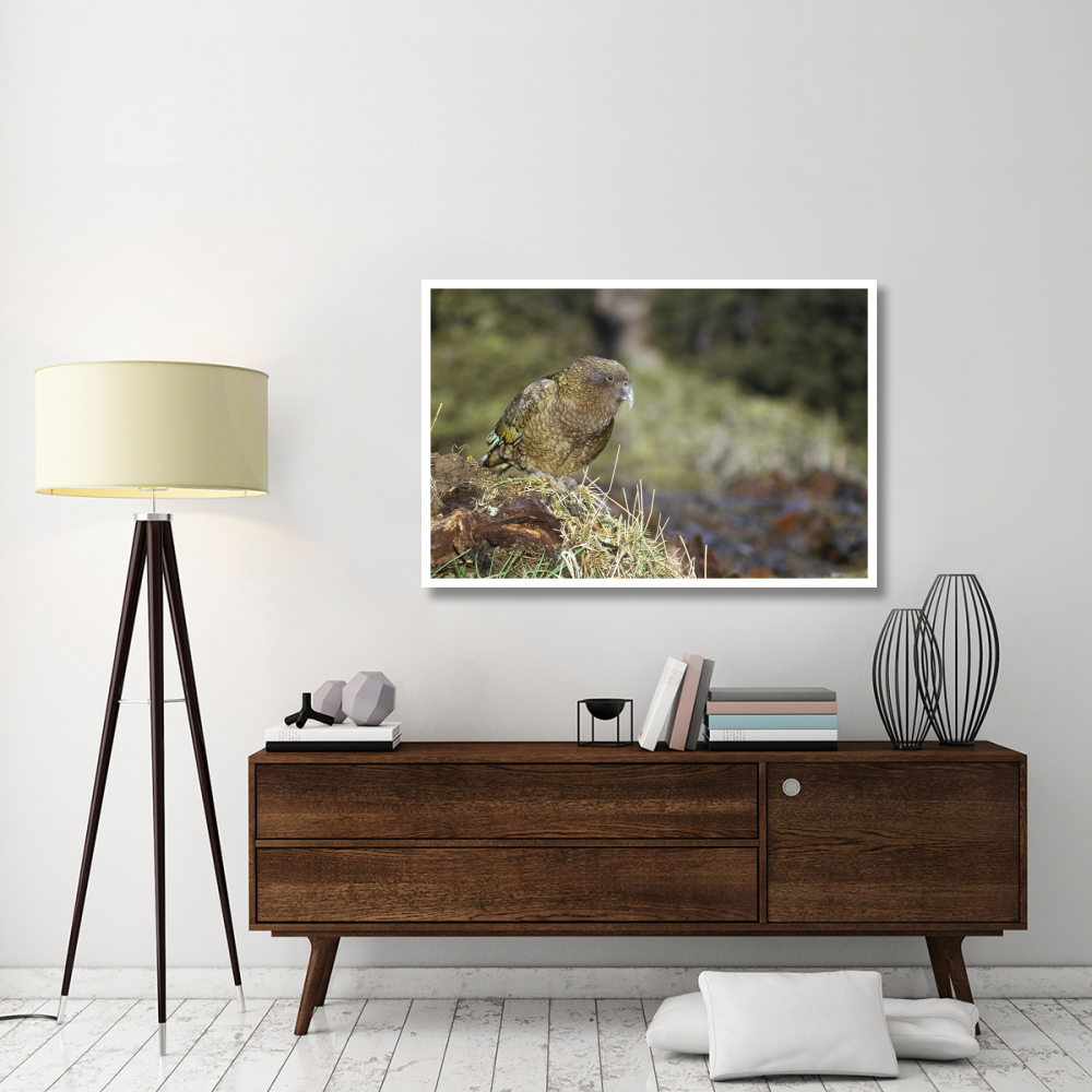 Kea portrait, Arthur's Pass National Park, New Zealand-Paper Art-50&quotx34"