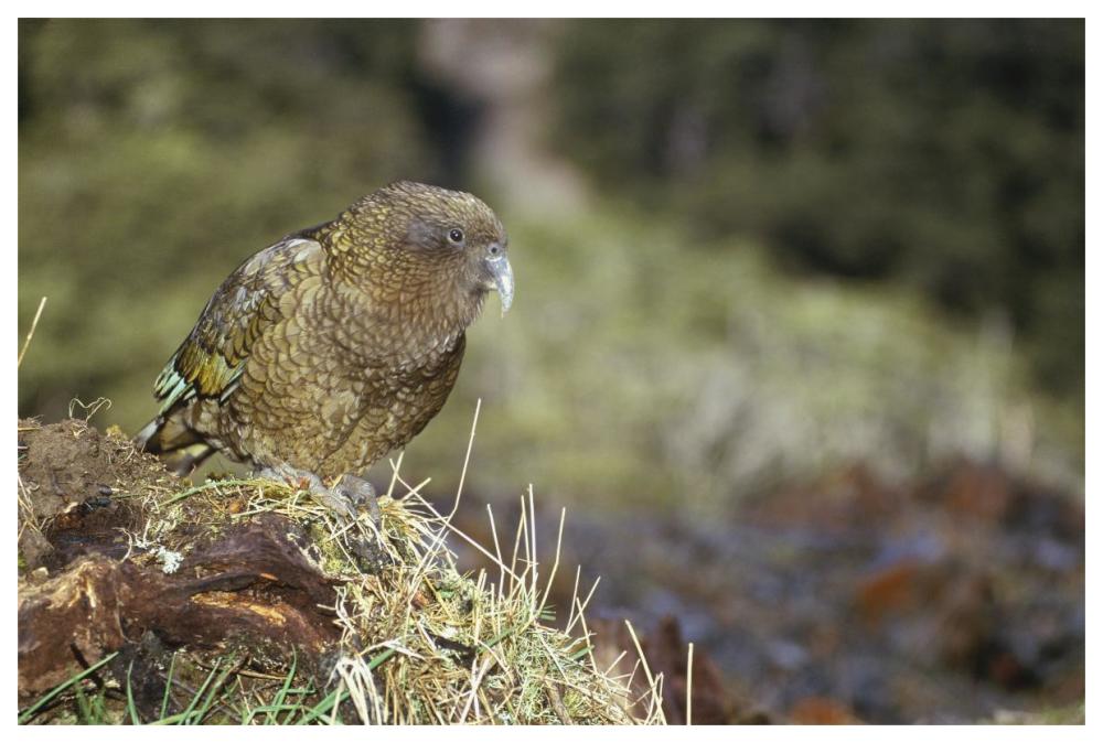 Kea portrait, Arthur's Pass National Park, New Zealand-Paper Art-62"x42"