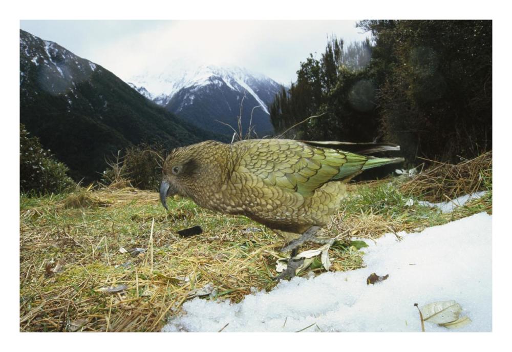 Kea parrot in alpine scrub, Arthur's Pass National Park, New Zealand-Paper Art-26"x18"