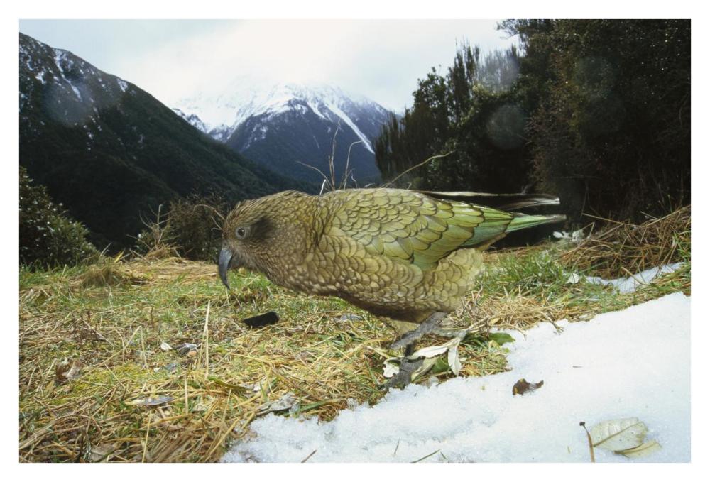 Kea parrot in alpine scrub, Arthur's Pass National Park, New Zealand-Paper Art-38"x26"