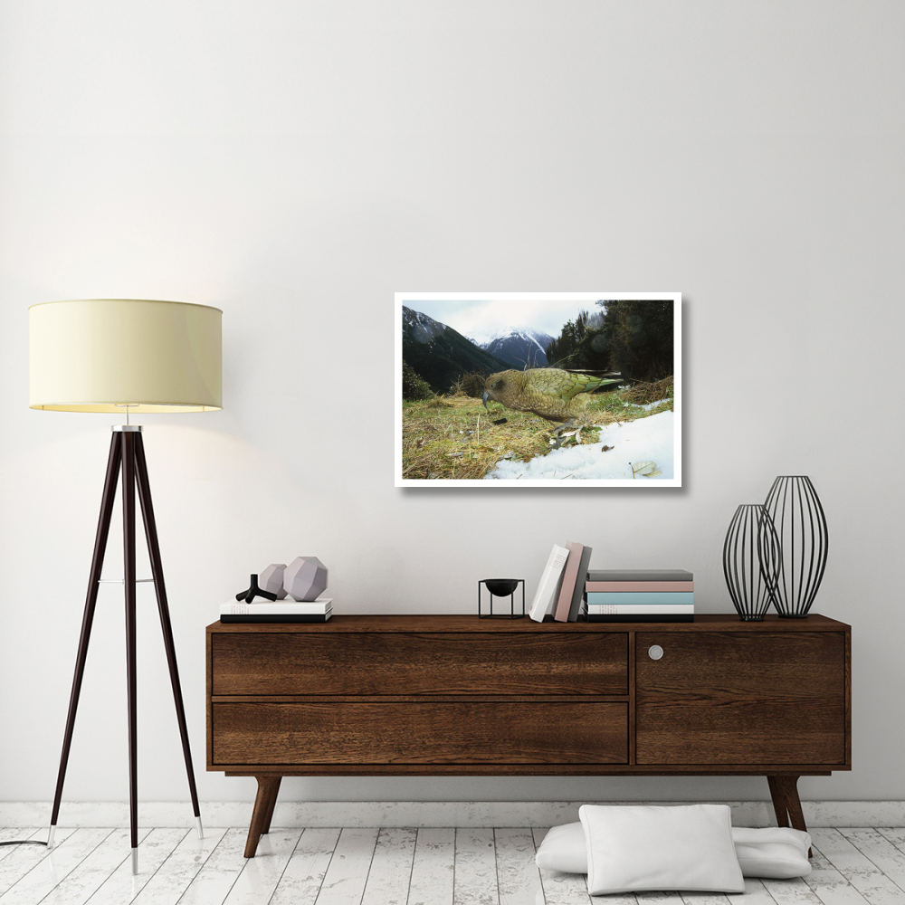 Kea parrot in alpine scrub, Arthur's Pass National Park, New Zealand-Paper Art-38&quotx26"