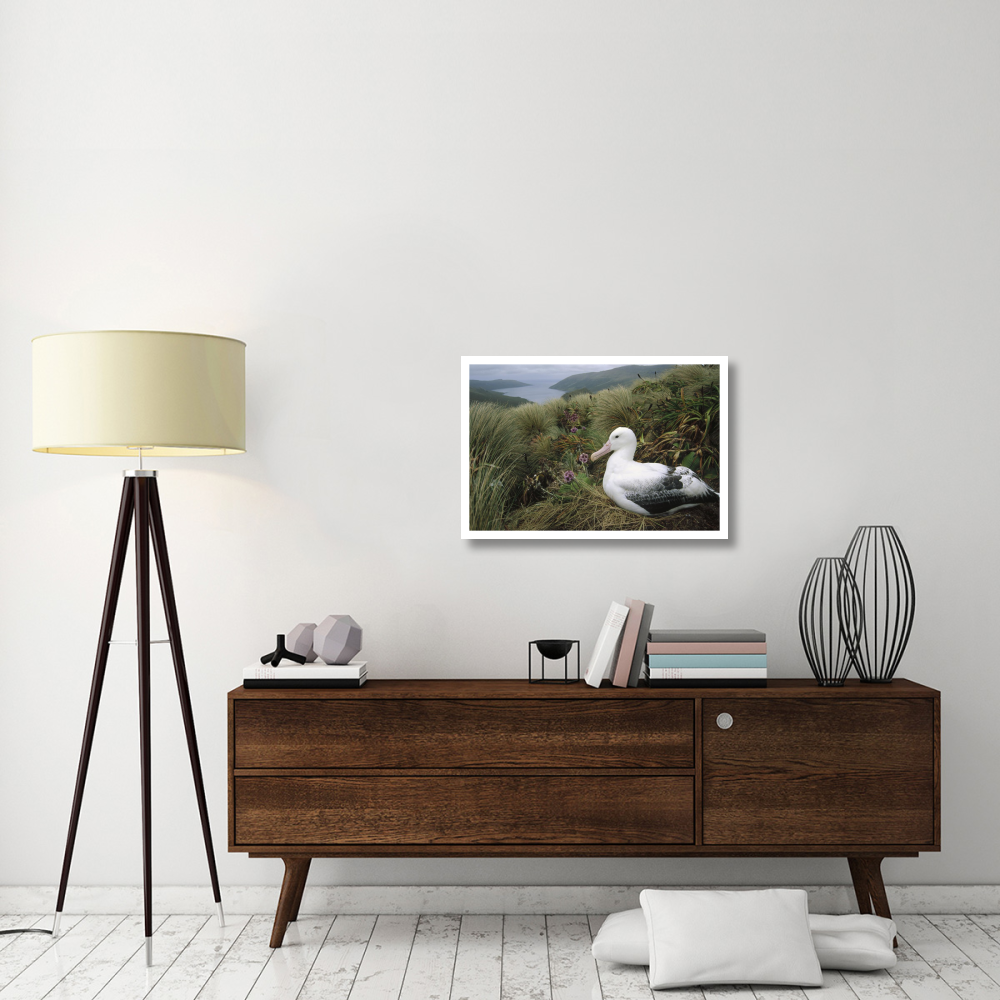 Southern Royal Albatross adult nesting, Campbell Island, New Zealand-Paper Art-32&quotx22"