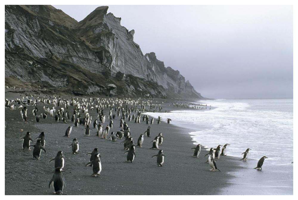 Chinstrap Penguins on beach near nesting colony, Deception Island, Antarctica-Paper Art-62"x42"