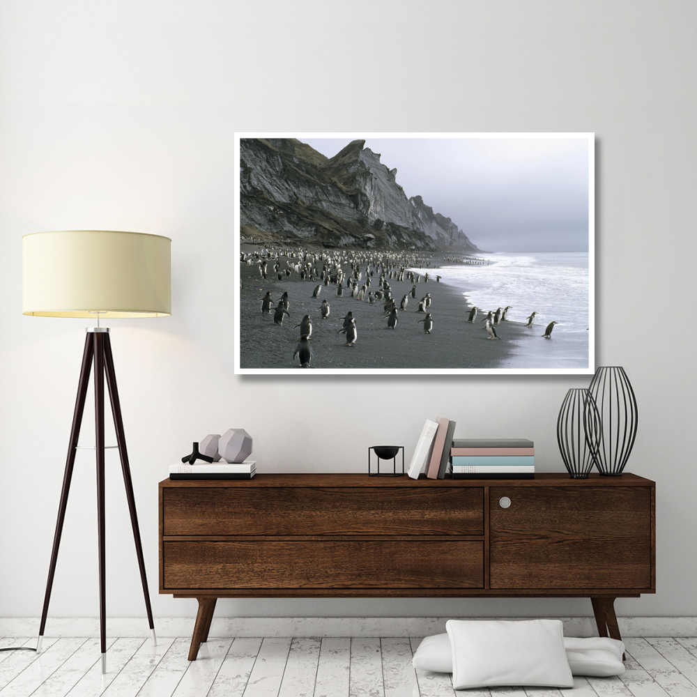 Chinstrap Penguins on beach near nesting colony, Deception Island, Antarctica-Paper Art-62&quotx42"