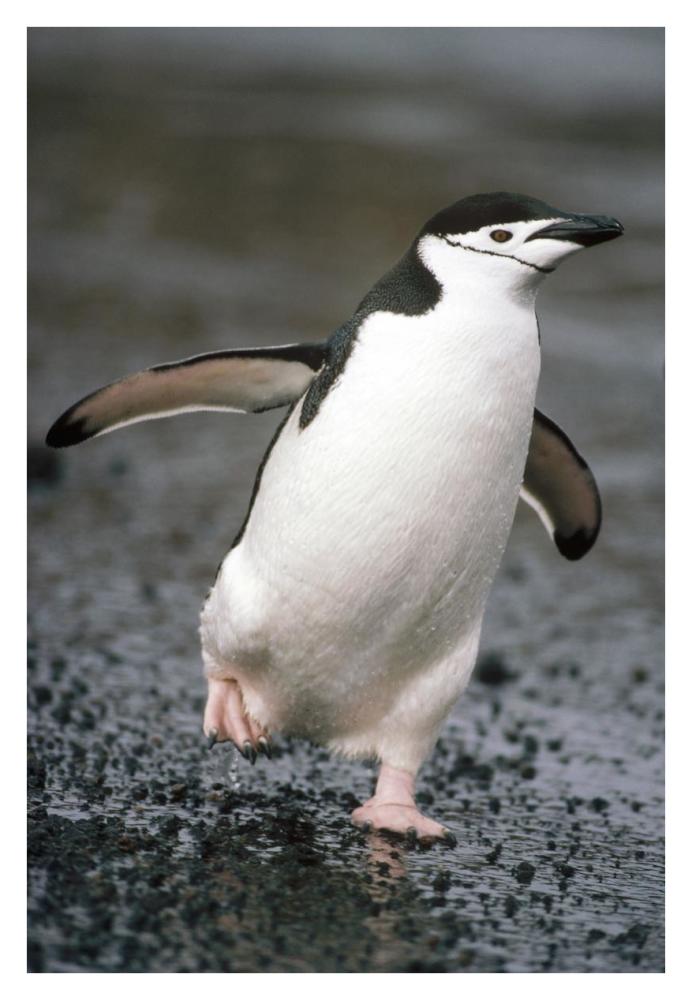 Chinstrap Penguin. Deception Island, Antarctica-Paper Art-26"x38"