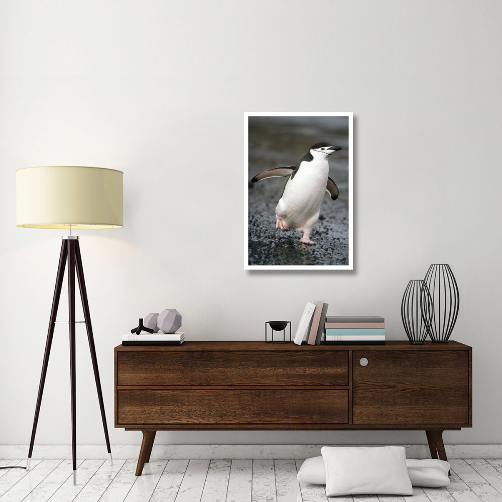 Chinstrap Penguin. Deception Island, Antarctica-Paper Art-26&quotx38"